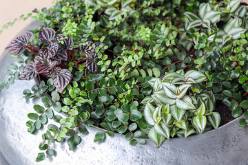 Garden of plants teeming in a large outdoor pot at home. Design of plants from Asplenium trichomanes, Tradescantia Zebrina , Peperomia caperata in a modern interior.