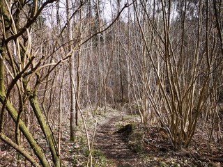 Grazer Urwald