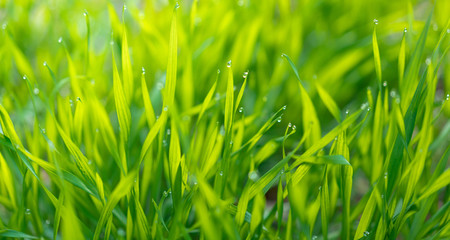 Obraz premium Cu new wheat with dew