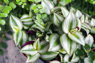 Tradescantia zebrina close-up and Asplenium trichomanes in a modern flowerpot in a home garden of plants. Selective focus, blurred background.