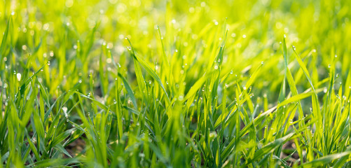 Cu new wheat with dew