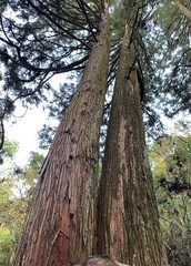 鹿児島県で撮影した夫婦杉