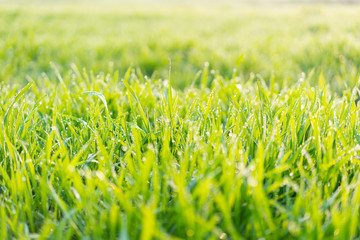 Cu new wheat with dew