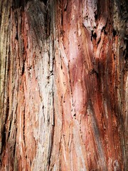 rote Baumrinde Hintergrundbild