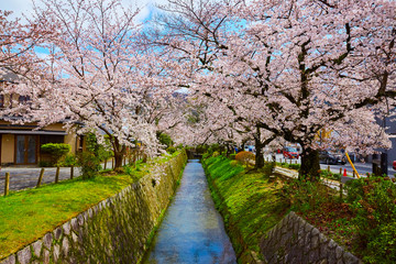 桜３５