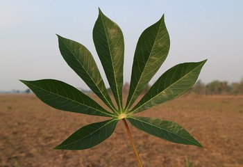 cannabis leaves on white background