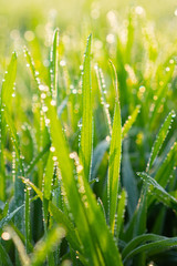 Obraz premium Cu new wheat with dew