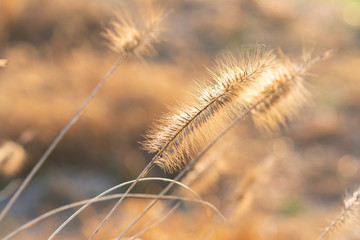 Dogtail grass under the backlight