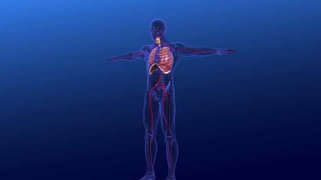 3d rendering Thyroid gland anatomy