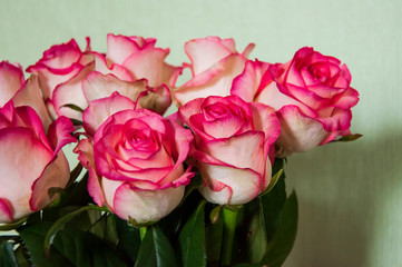 Lovely bouquet with big flowers of roses of bright pink and white color are staying on the table. Green leaves and thorns. Still life. Light green  background