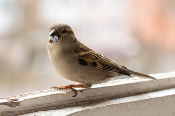 City Sparrow, female, on the balcony.