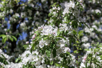 apple tree flowering