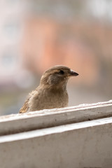 City Sparrow, female, on the balcony.