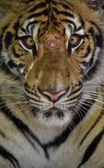 A close up of the Bengal tiger face