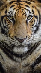 A close up of the Bengal tiger face