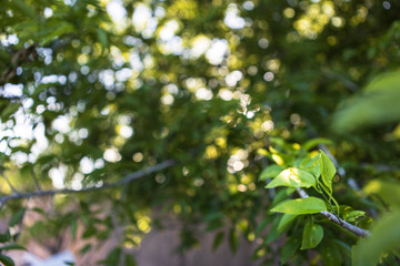 green leaves of tree in spring