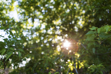 background with green leaves