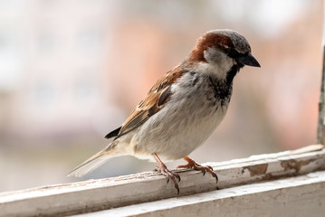 City Sparrow, the male on the balcony.