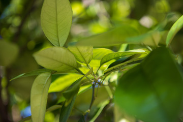 green leaves of a tree