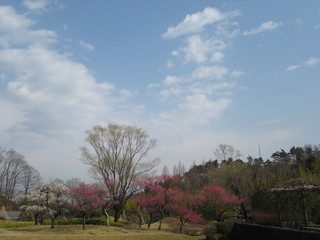 Obraz premium 早春を告げる紅白の梅