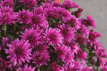 Beautiful bouquet of flowers in the box. A bouquet of flowers close-up. Asters burgundy color.