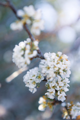 Obraz premium cherry tree blossom