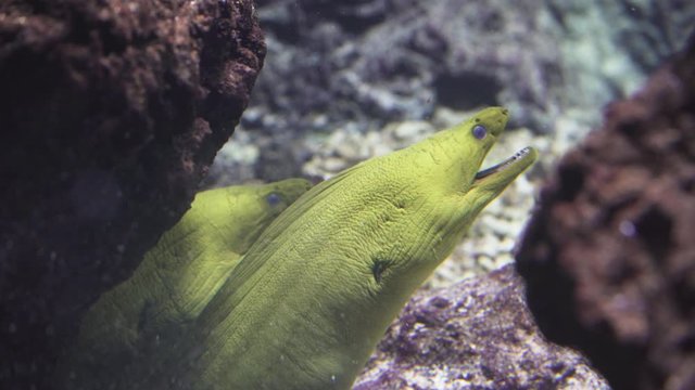 Green morey eel,  moray eel of the family Muraenidae is looking our from its hiding place