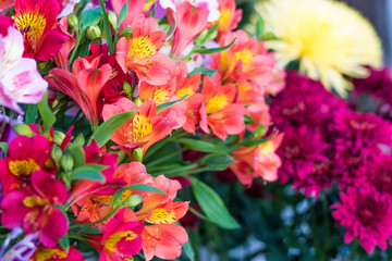 Colorful Alstroemeria flowers. A large bouquet of multi-colored alstroemerias in the flower shop are sold in the form of a gift box.