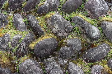 苔と岩