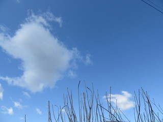春分の青い空と雲