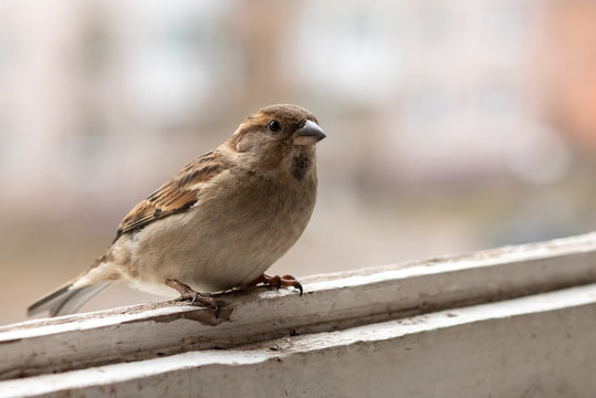 City Sparrow, female, on the balcony.