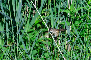 Teichrohrsänger (Acrocephalus scirpaceus) im Regen