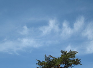 Fototapeta premium 春分の青い空と雲