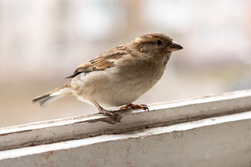 City Sparrow, female, on the balcony.
