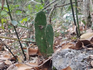 Cactus in the forest