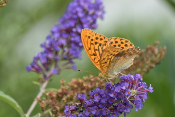 Schmetterlinge bei der Suche nach Nektar