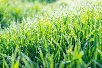 Cu new wheat with dew