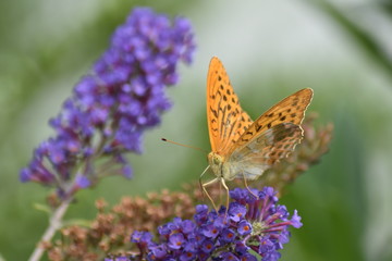 Schmetterlinge bei der Suche nach Nektar