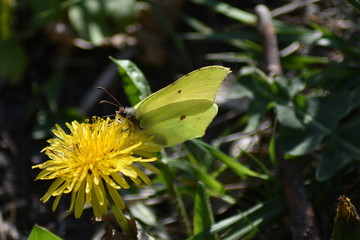 Schmetterlinge bei der Suche nach Nektar
