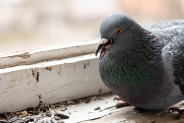 Urban pigeon eating seeds on the balcony people.
