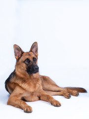 Portrait of a large German Shepherd, 3 years old, full body, lie down on white background, copy-space