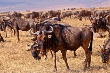 Wildebeest in serengeti national park tanzania africa