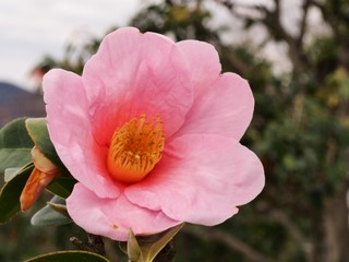 有楽椿の花　ワビスケ