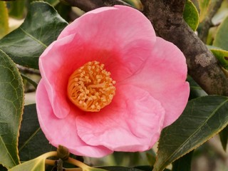 有楽椿の花　ワビスケ