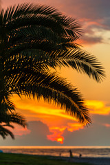 Fototapeta na wymiar Beautiful sunset with palm leaves, Batumi