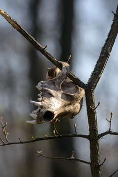 Scull on a branch