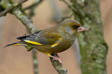European greenfinch (Chloris chloris)