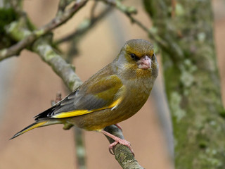 Fototapeta premium European greenfinch (Chloris chloris)