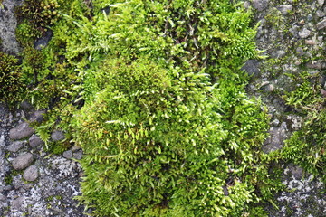 岩場に生える植物