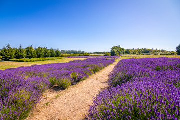 Plakat Jardin Du Soleil Lavender Farm, Sequim, Washington state